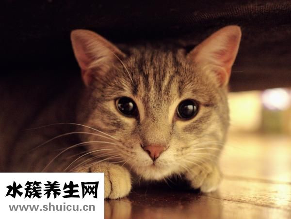 被猫咬伤怎么办？这些注意事项要留意