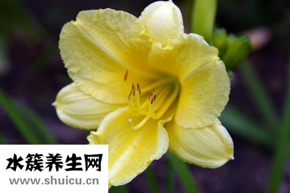 干的黄花菜怎么洗