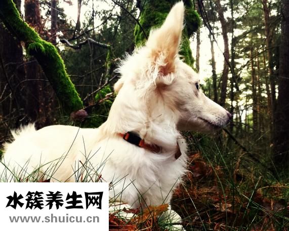 被火烧伤疼怎么办