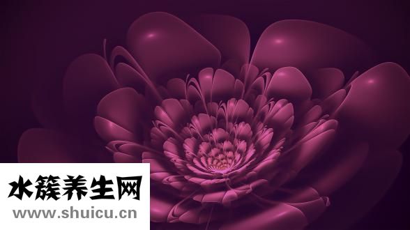 紫山芋怎么挑