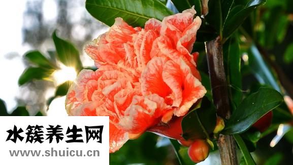 怎么吃石榴只吃汁吗