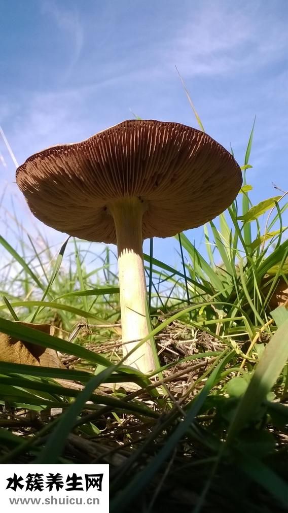 怎么试出蘑菇？蘑菇的食用禁忌有哪些？
