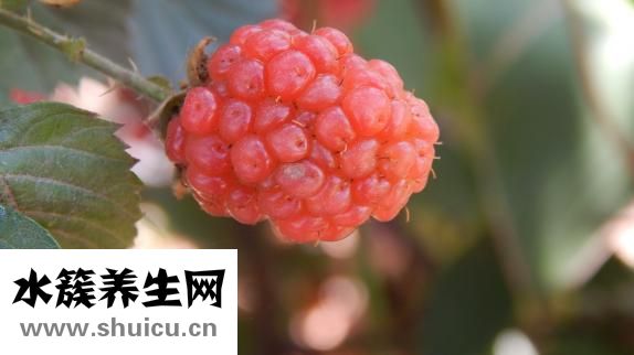 过年没钱怎么办