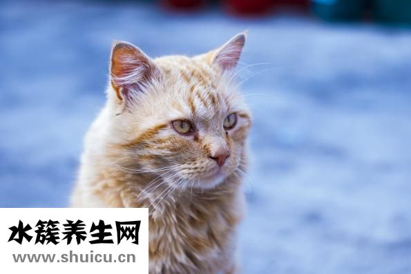 长白睫毛是怎么回事