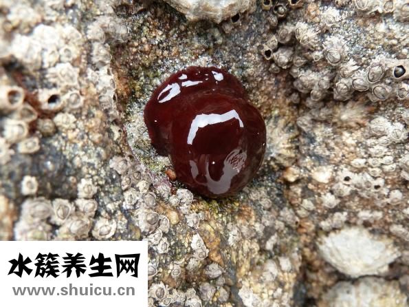 怎么做鱼火锅