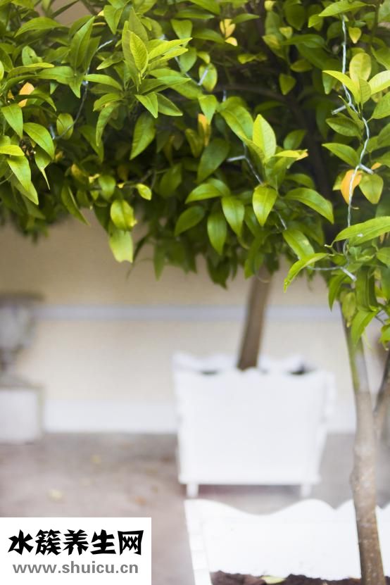 胡子变白是怎么回事