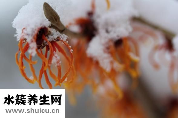 金钱橘怎么种？需要掌握一些专业知识