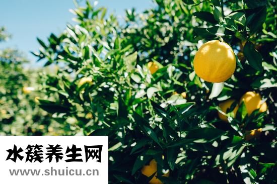金桔子怎么吃