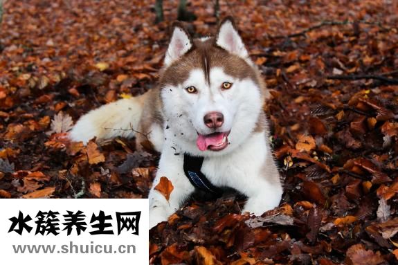 哈士膜怎么顿