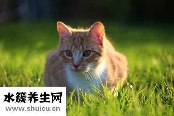 猫护食怎么办