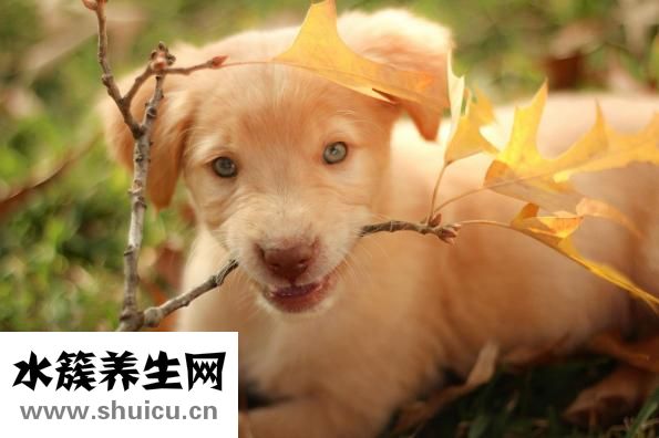 脑袋起包怎么回事