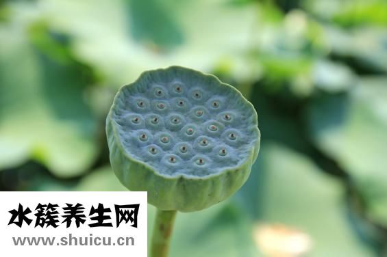 麻杏石甘汤怎么弄
