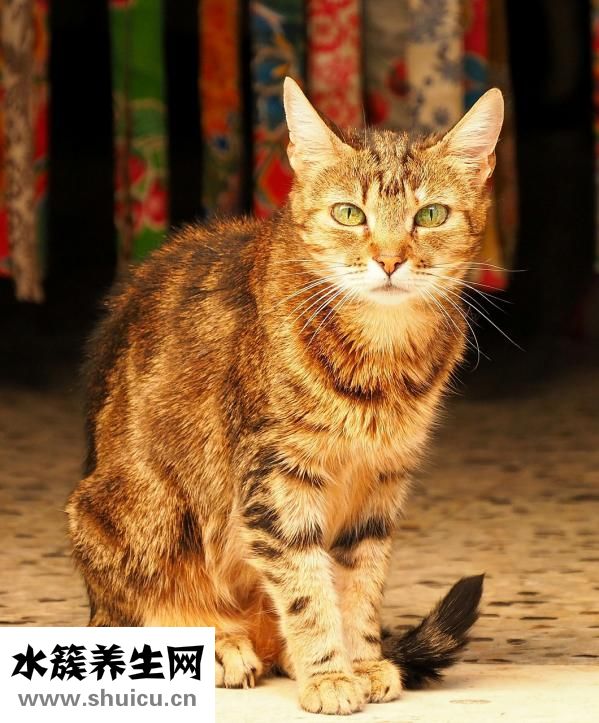 陈氏太极拳要怎么学