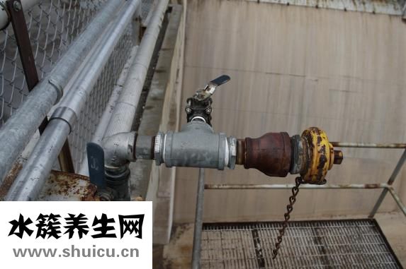 金钱橘怎么种