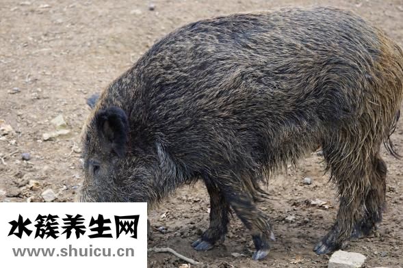 怀孕母猪便秘怎么办