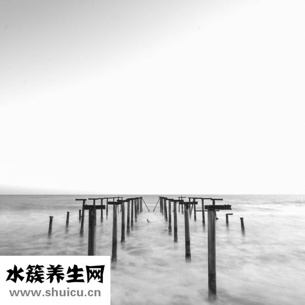 植物压力室怎么用