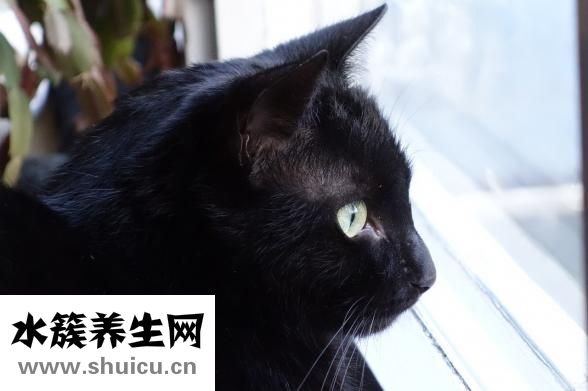 被黑猫子咬了怎么办