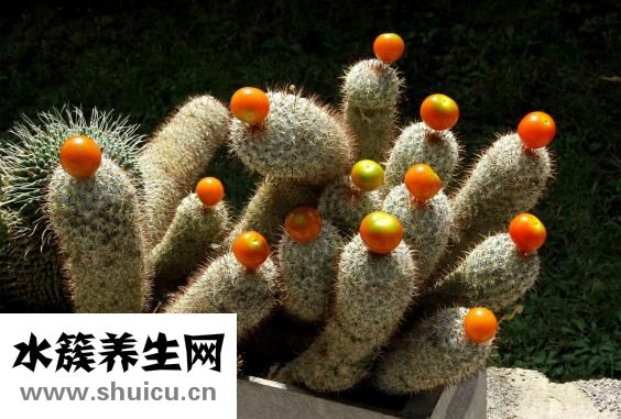牙龈糜烂怎么办