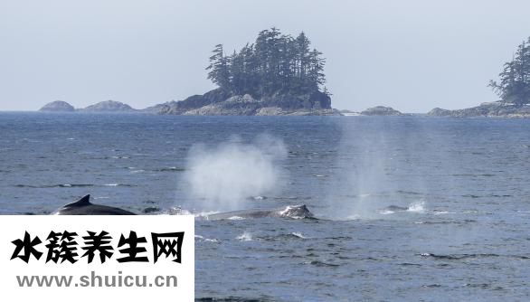 下循环鱼缸怎么换水