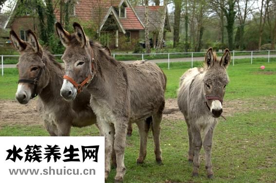 下循环鱼缸怎么换水