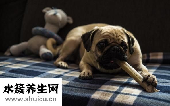 主婚人怎么当