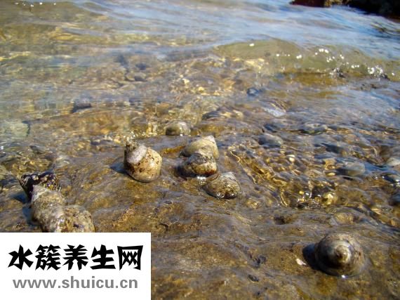 冰冻扇贝肉怎么洗