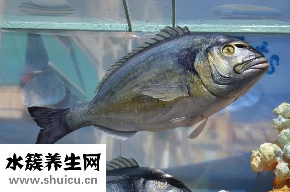 下循环鱼缸怎么换水