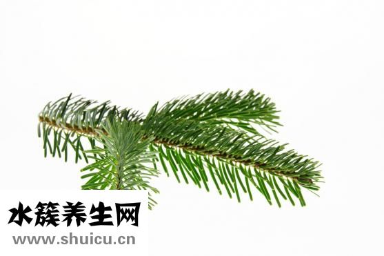 净颜梅怎么查询正品