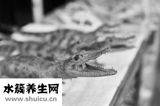 假牙怎么安装