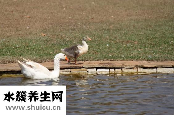 一支箭炖鸭子怎么做