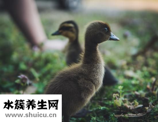 一支箭炖鸭子怎么做