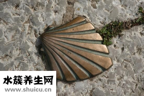 冰冻扇贝肉怎么洗