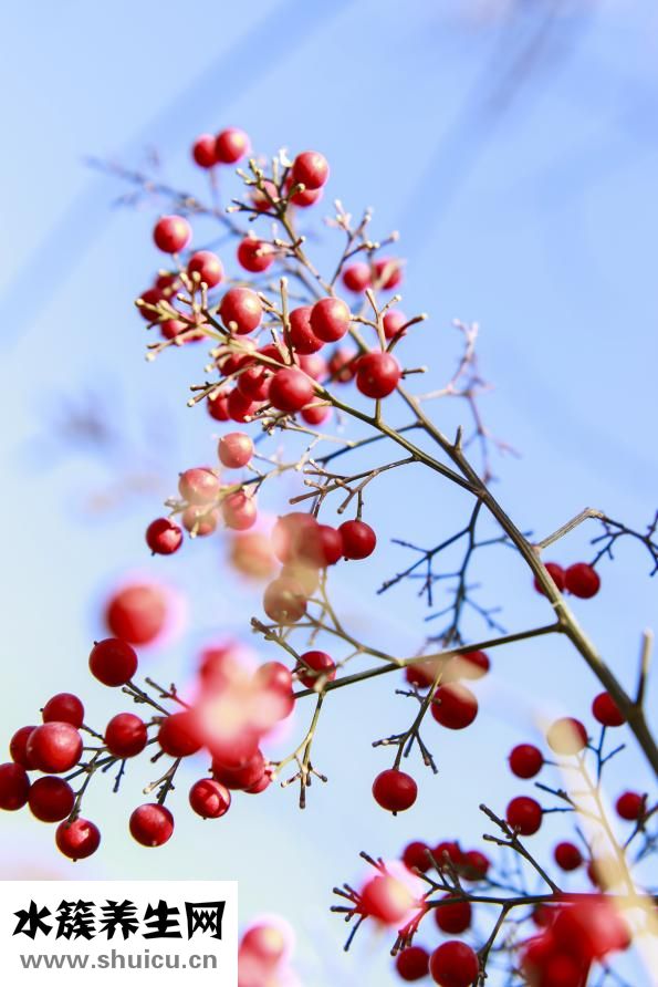 公鸡打鸣怎么叫