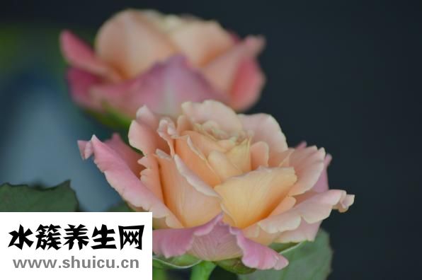公鸡打鸣怎么叫