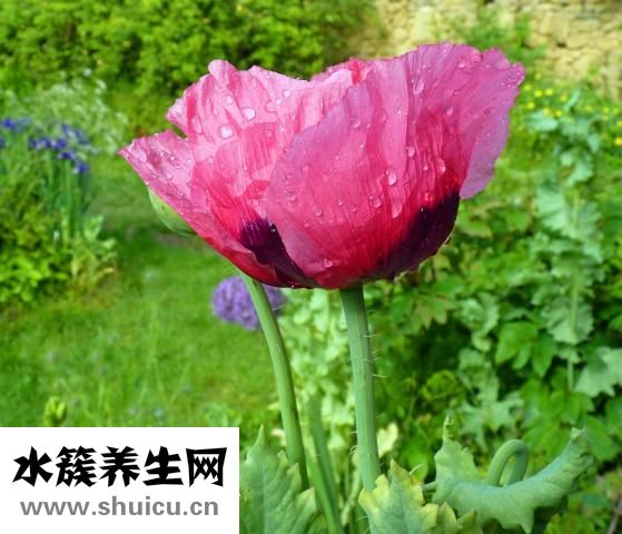 刘烨舒淇怎么了