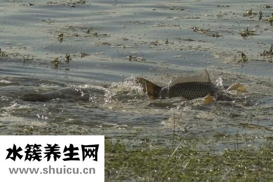 体内湿邪重怎么办
