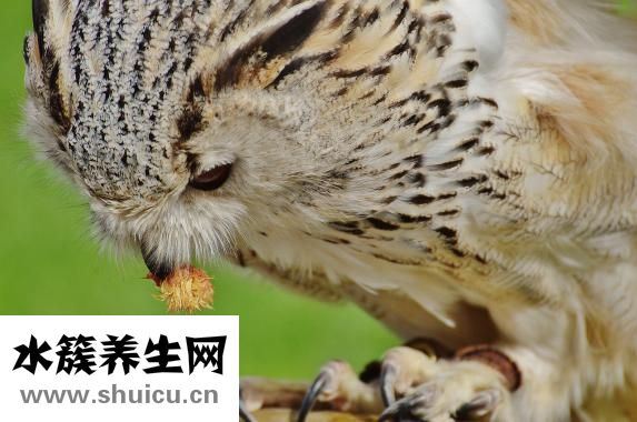 养狗身上痒怎么办