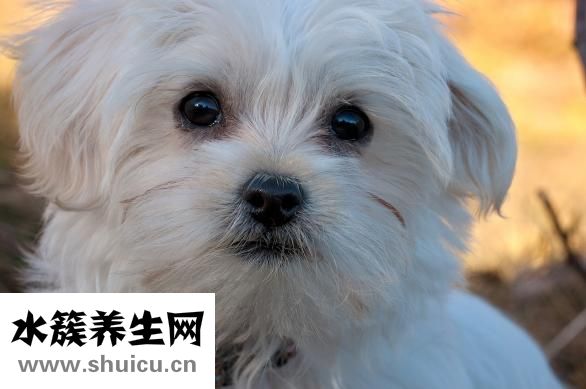 两只狗狗打架怎么办