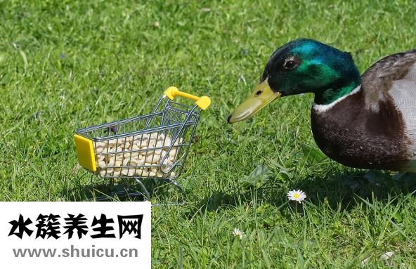 凉拌调料怎么调