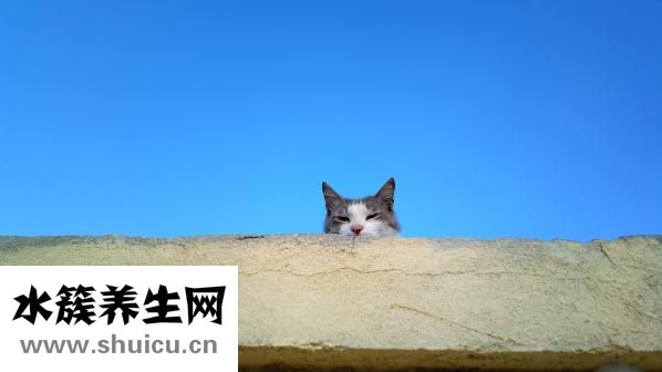 养狗身上痒怎么办