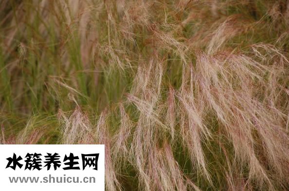 冬虫夏草和鸡怎么炖