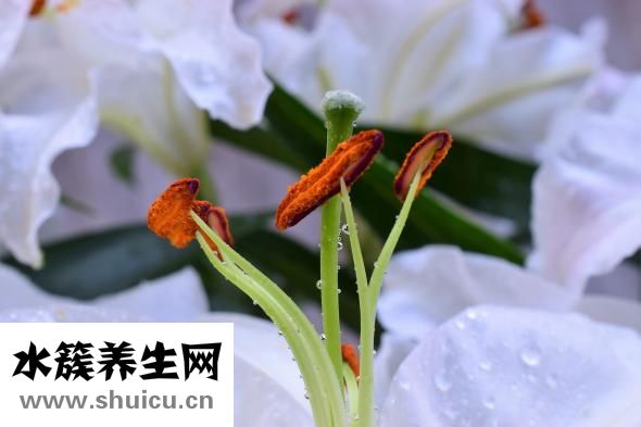 上火咳嗽怎么食疗