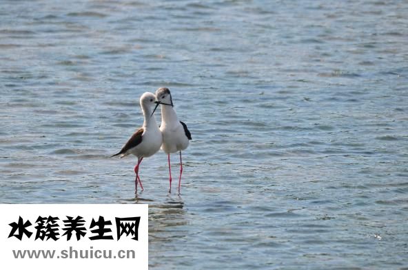 严重脱水怎么补能量