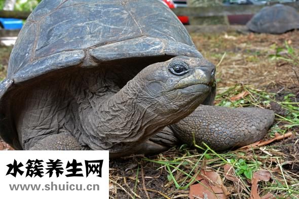 乌龟中暑怎么办