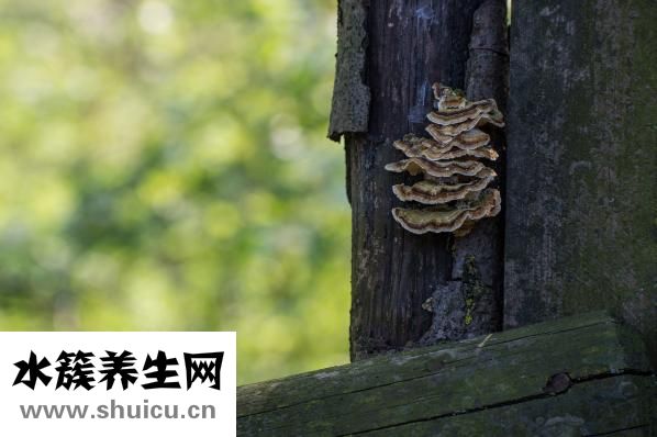 凉拌木耳怎么做好吃