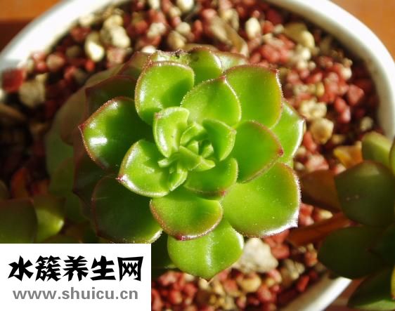 吊瓜子怎么做