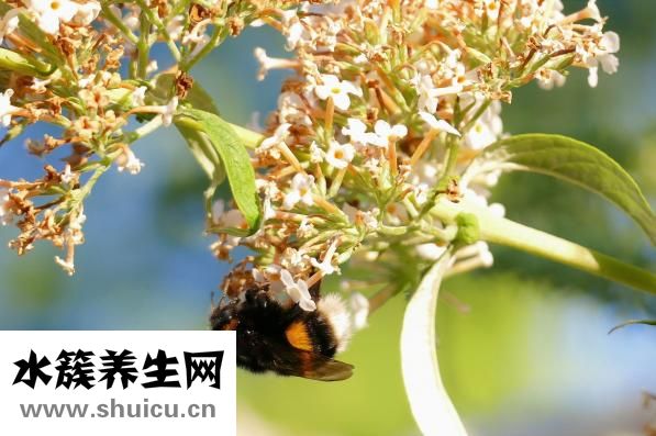 喝完酒老是吐怎么办