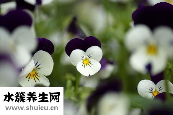 合生元奶粉怎么积分