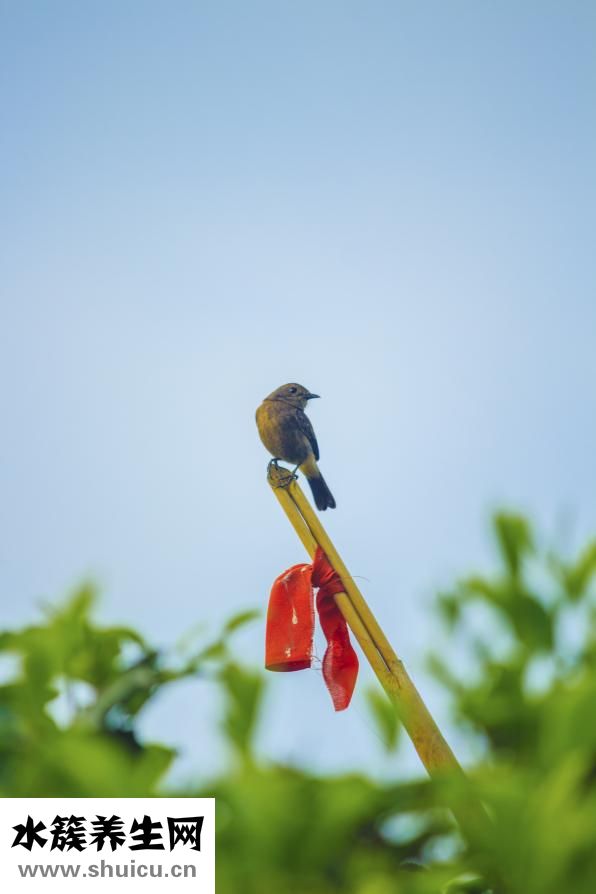 喝绿茶怎么选择