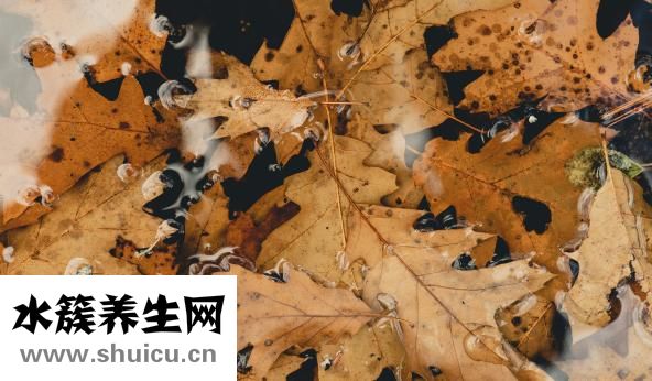 公鹅母鹅怎么看